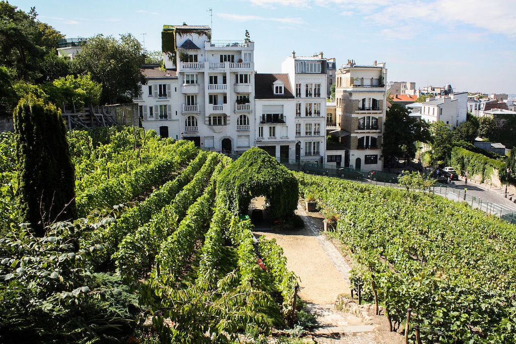 Vigne_Montmartre_2013-min.jpg